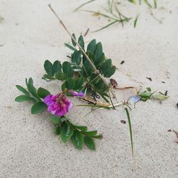 High angle view of plant growing on sand