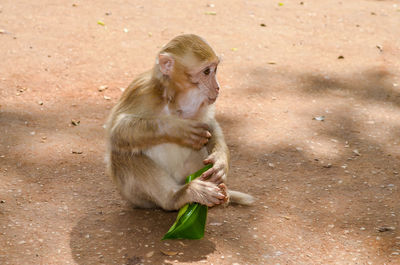 Monkey with leaf