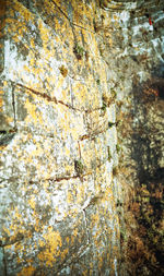 Moss growing on tree trunk