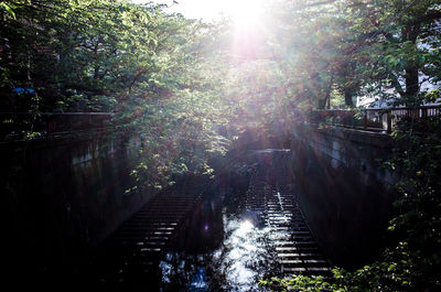 Sun shining through trees