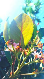 Close-up of flowers