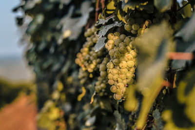 Close-up of grape bunch in vineyard
