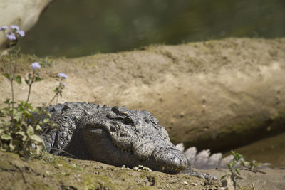 Close-up of a turtle on rock