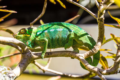 Close-up of chameleon on plant