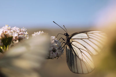 Close-up of butterfly pollinating flower