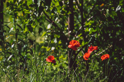 Close-up of red flowering plant on field