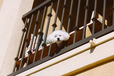 Portrait of poodle standing at railing of balcony