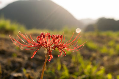 Close-up of red flower against blurred background