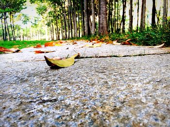 Fallen tree in forest