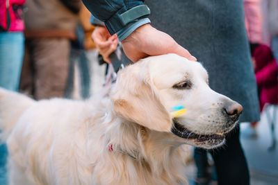 Cute golden retriever dog with ukraine flag on face at anti-war rally