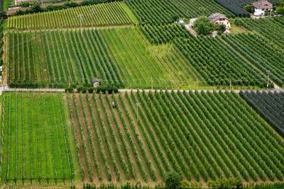 High angle view of vineyard