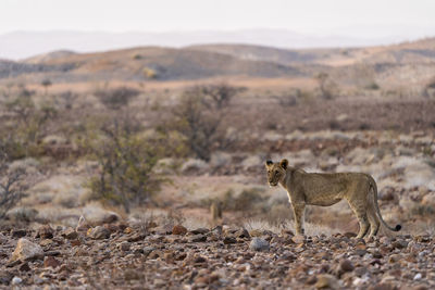A young desert lion is standing and looking in our direction