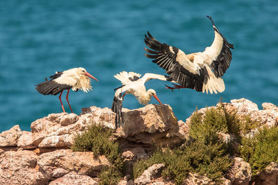 Birds flying over rocks