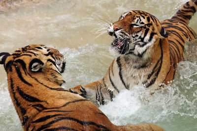 High angle view of playful tigers in lake