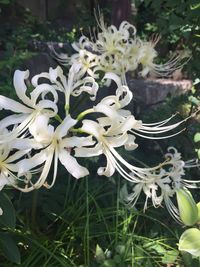 Close-up of white flowers blooming outdoors