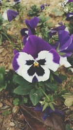 Close-up of purple flowers blooming outdoors