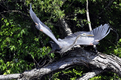 Bird flying amidst trees