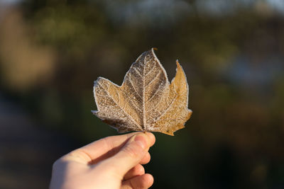 Close-up of hand holding maple leaf