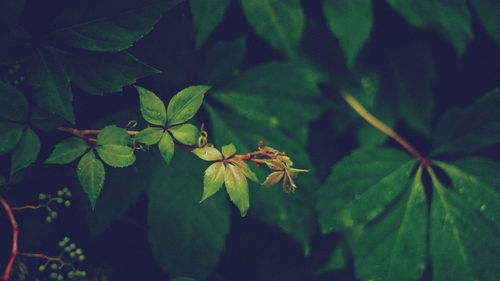 Close-up of insect on plant