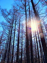 Low angle view of sunlight streaming through trees in forest