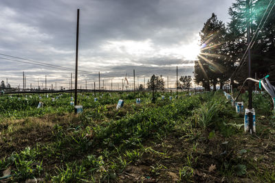 Plants growing on field against sky