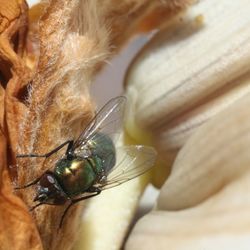 Close-up of spider