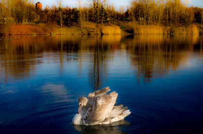 View of driftwood in calm lake