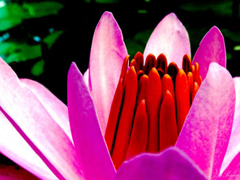 Close-up of pink flowers