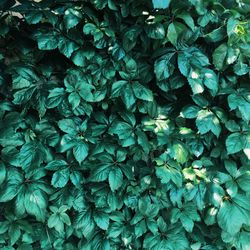Full frame shot of plants