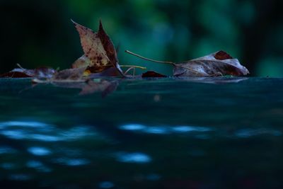 Close-up of dried leaves