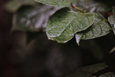 Close-up of plant and rainy mood