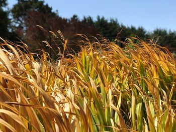 Close-up of wheat field against clear sky