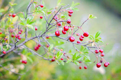 Close-up of berries growing on tree