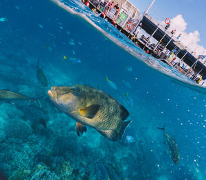 Cheilinus undulatus, maori wrasse humphead fish in australia