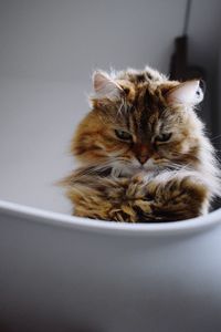 Close-up of cat relaxing in tub