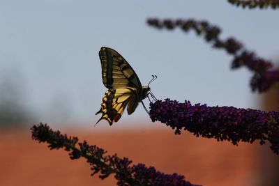 Close-up of butterfly pollinating on purple flower