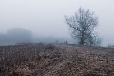 Bare trees on field against sky during foggy weather