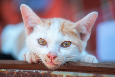 Close-up portrait of a cat