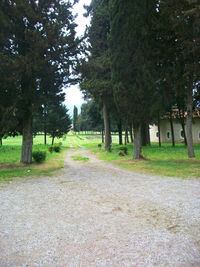 Trees in park