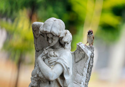 Close-up of statue against blurred background