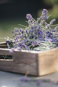 Close-up of purple flowering plants on table