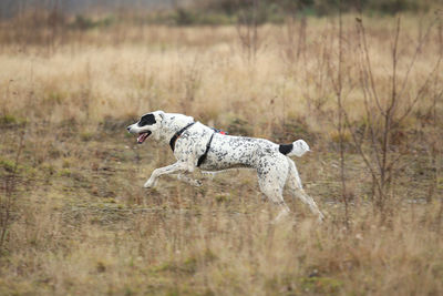 Side view of a dog running on field