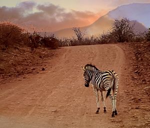 Zebra crossing on landscape against sky at sunset