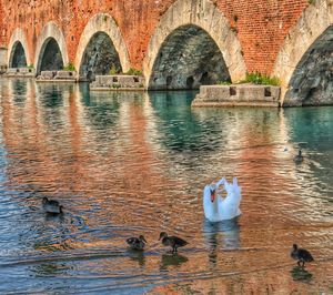 View of swans swimming in lake