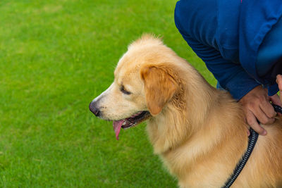 High angle view of dog hand on grass