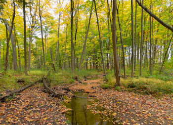 Trees in forest during autumn