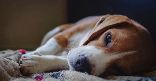 Close-up of a dog resting at home