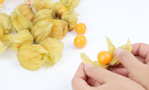 Close-up of person holding fruit