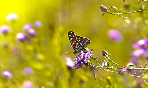 Close-up of butterfly pollinating on purple flower