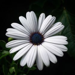 Close-up of white daisy blooming against black background